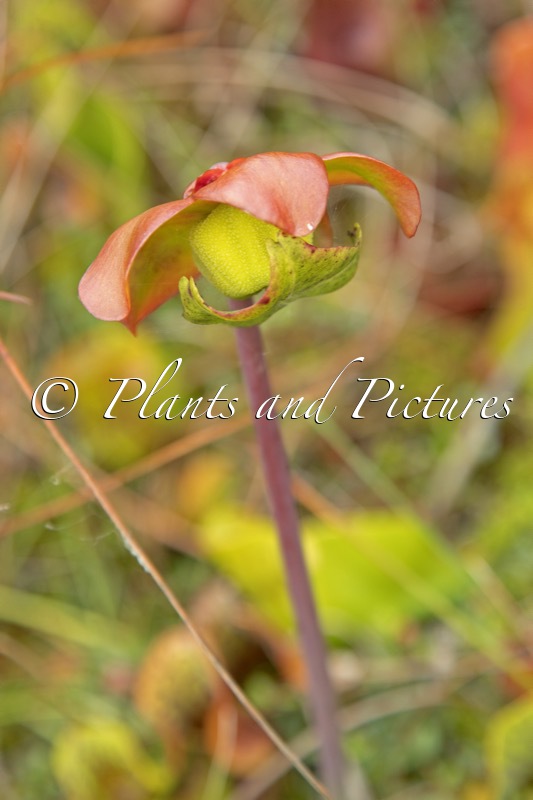 Sarracenia
