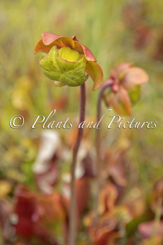 Sarracenia