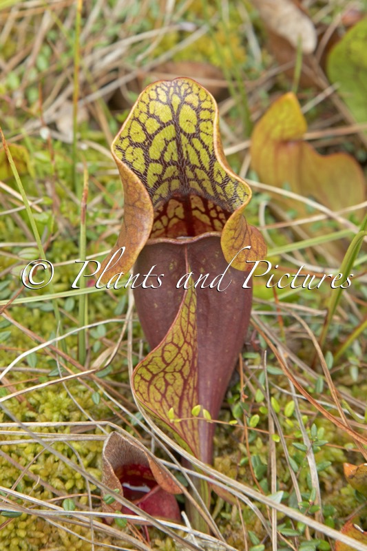 Sarracenia