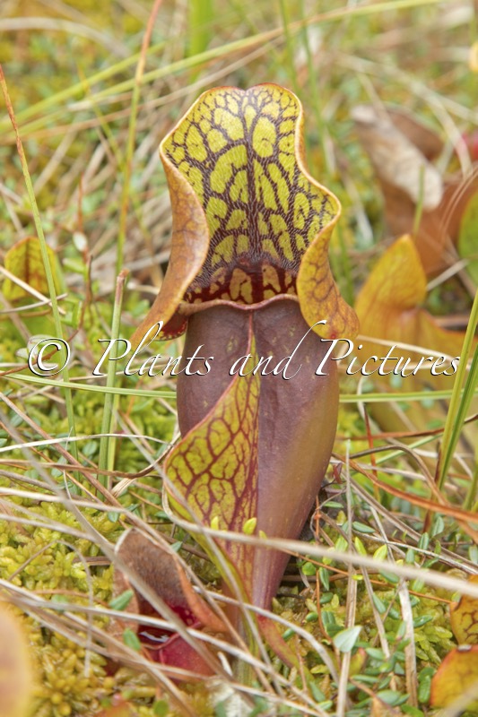 Sarracenia