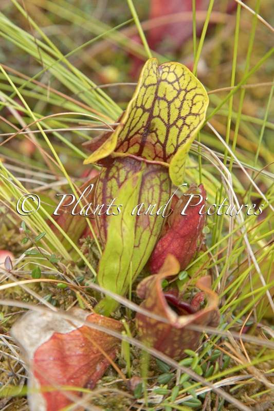Sarracenia