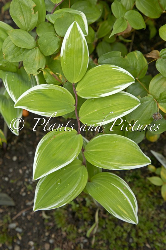 Polygonatum odoratum ‘Carlisle’
