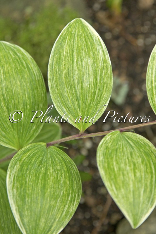 Polygonatum odoratum ‘Fireworks’