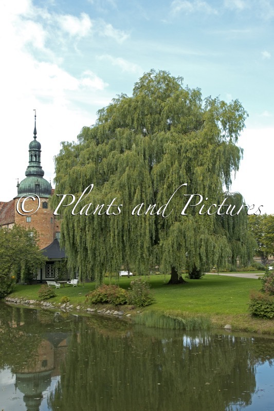 Salix sepulcralis ‘Chrysocoma’