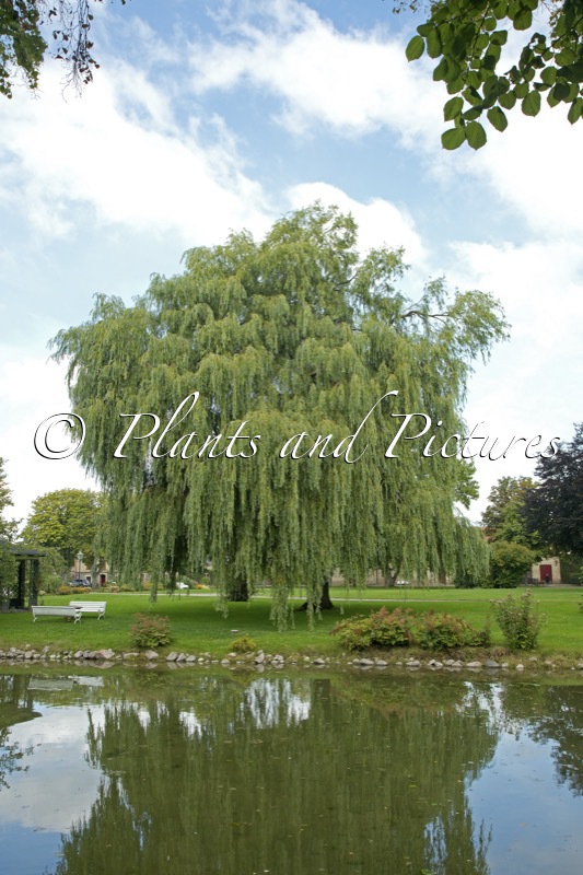 Salix sepulcralis ‘Chrysocoma’