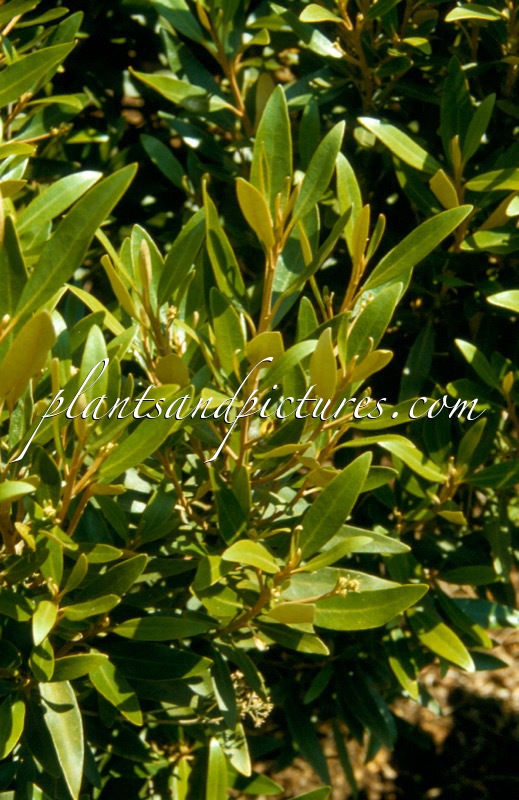 Olearia ‘Waikariensis’