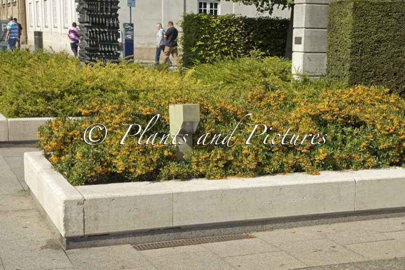 Pyracantha ‘Orange Charmer’