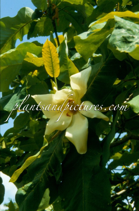 Magnolia macrophylla subsp. ashei