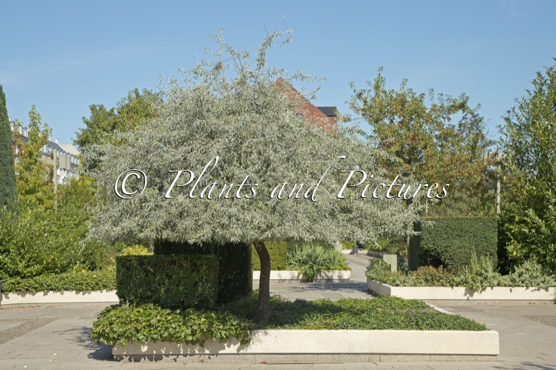 Pyrus salicifolia ‘Pendula’