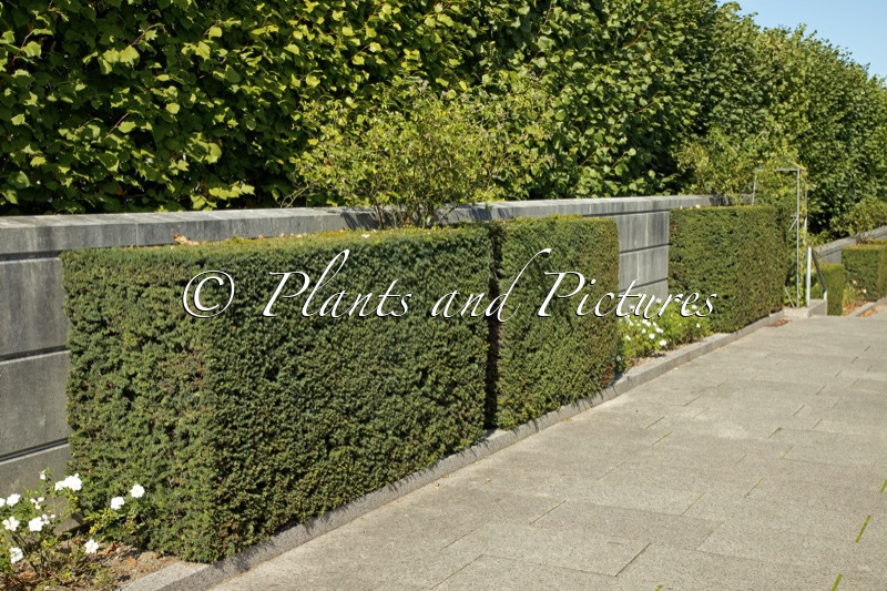 Taxus media ‘Hicksii’