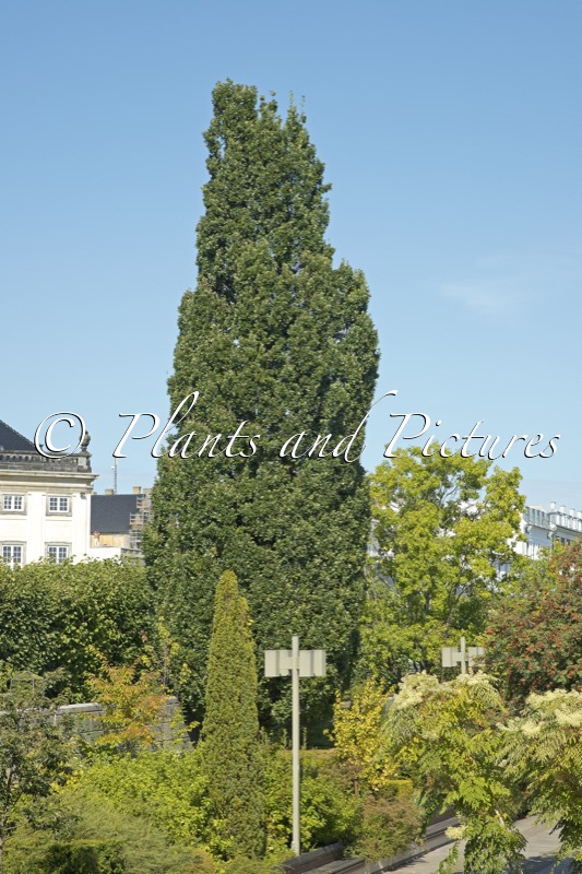 Quercus robur ‘Fastigiate Koster’