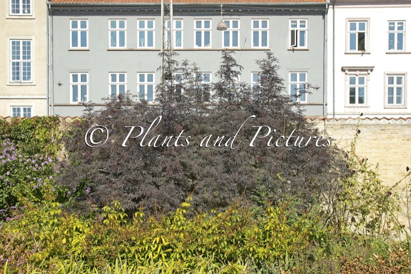 Sambucus nigra ‘Eva’ (BLACK LACE)