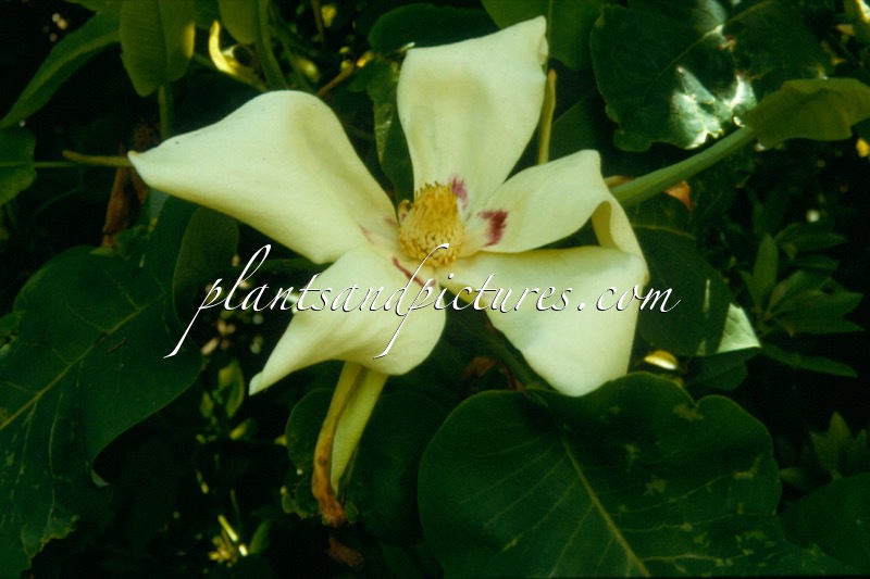 Magnolia macrophylla subsp. ashei