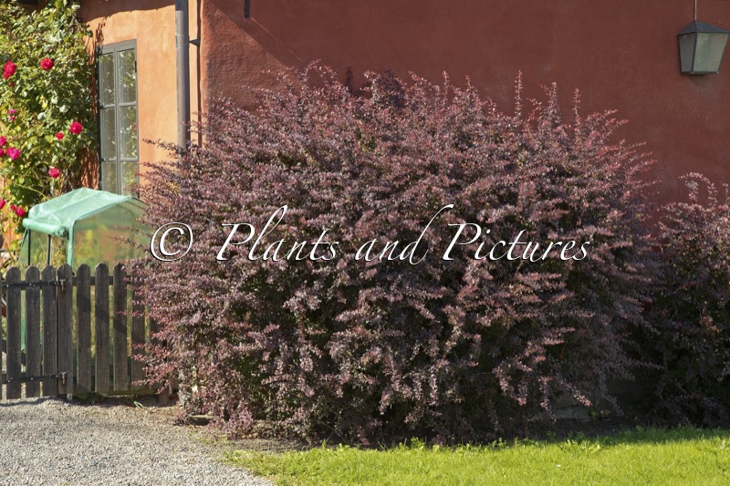 Berberis thunbergii ‘Atropurpurea’