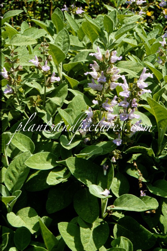 Salvia officinalis ‘Herrenhausen’