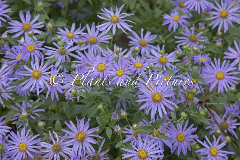 Aster frikartii ‘Mönch’
