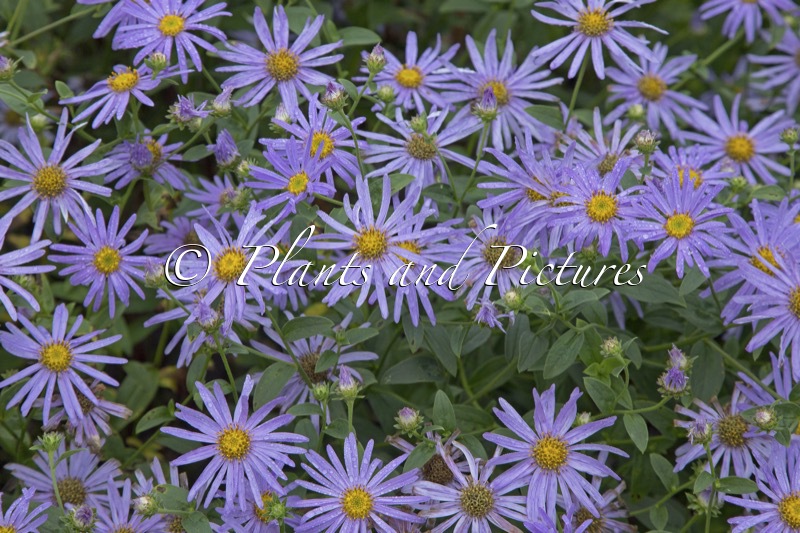 Aster frikartii ‘Mönch’