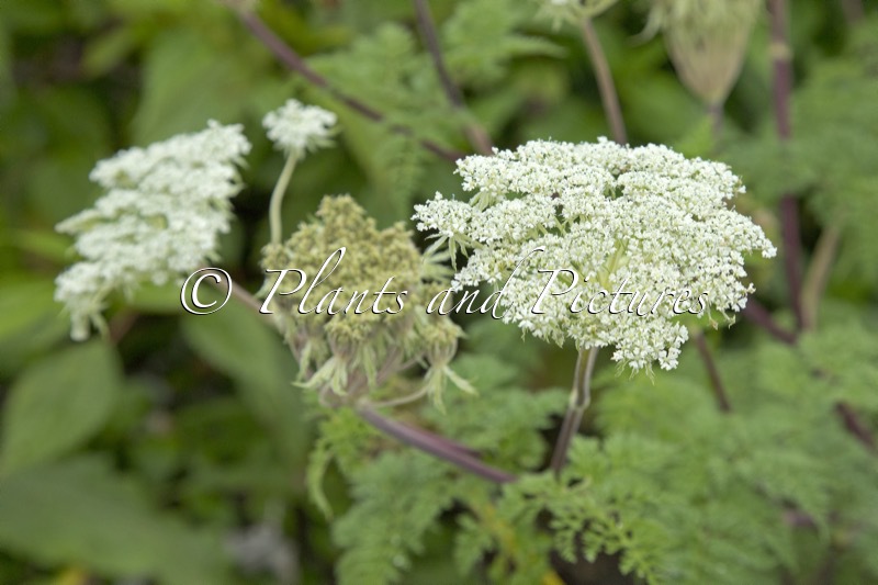 Selinum wallichianum ‘Tharandt Form’
