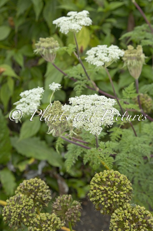 Selinum wallichianum ‘Tharandt Form’