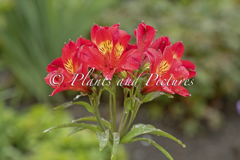 Alstroemeria ‘Tessumred’ (SUMMER RED)