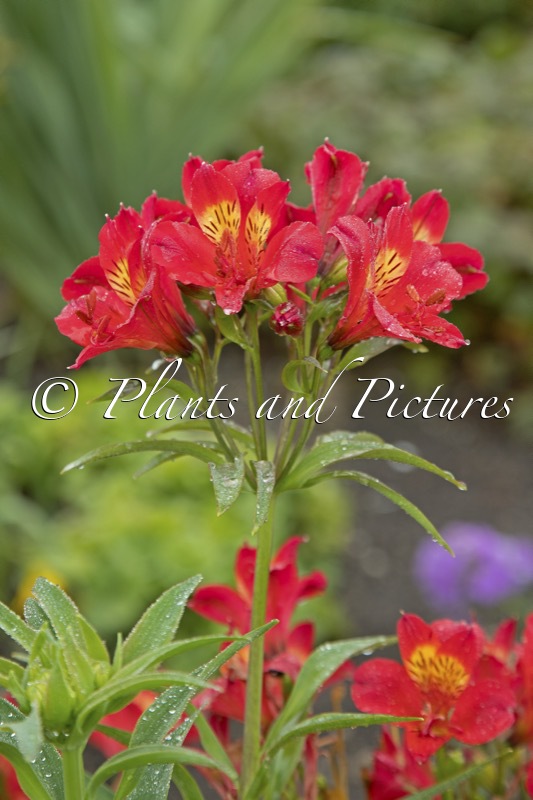 Alstroemeria ‘Tessumred’ (SUMMER RED)