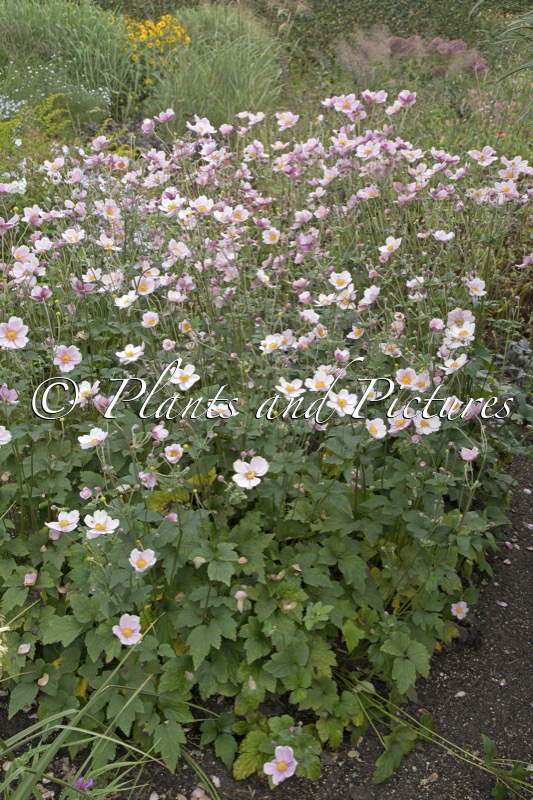 Anemone hybrida ‘Loreley’