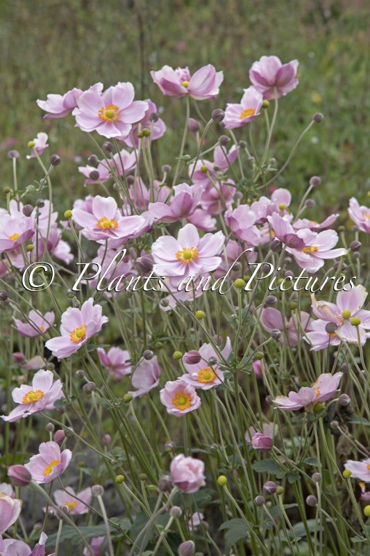 Anemone hybrida ‘Loreley’