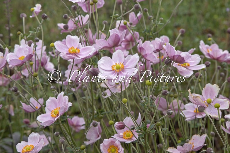 Anemone hybrida ‘Loreley’