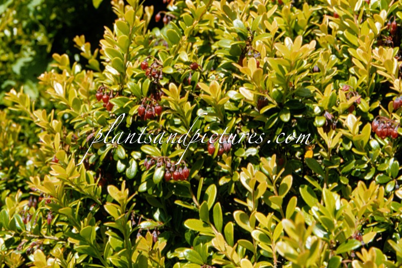 Vaccinium moupinense