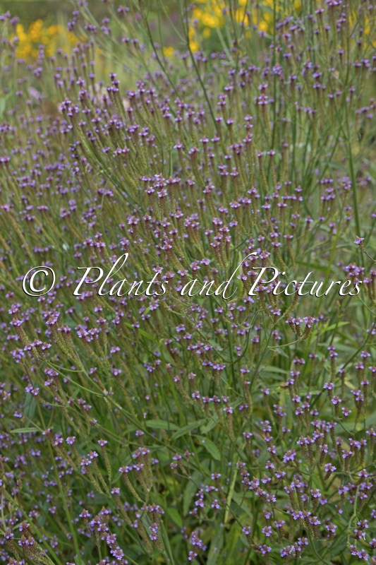 Verbena macdougalii ‘Lavender Spires’