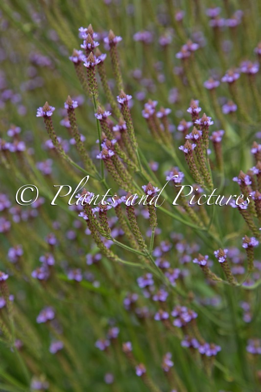 Verbena macdougalii ‘Lavender Spires’