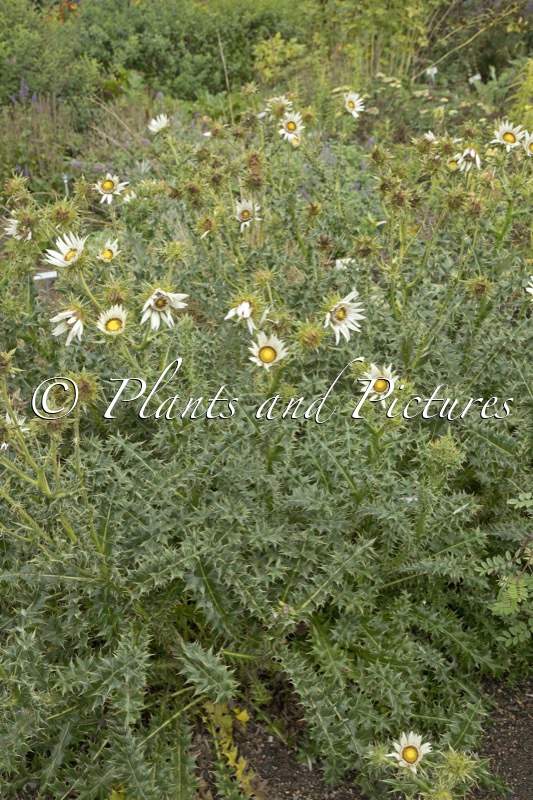 Berkheya circiifolia