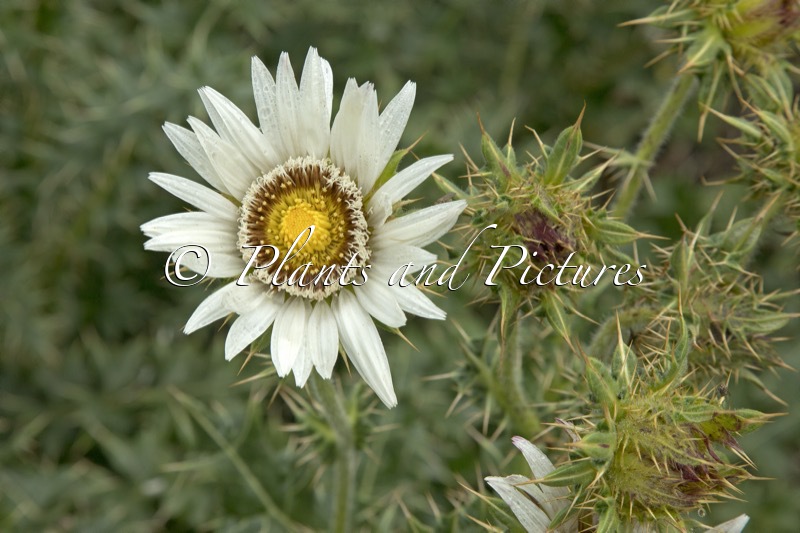 Berkheya circiifolia