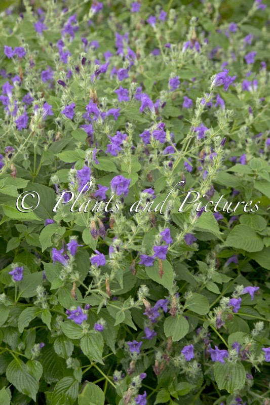 Strobilanthes atropurpureus ‘Blue Carpet’