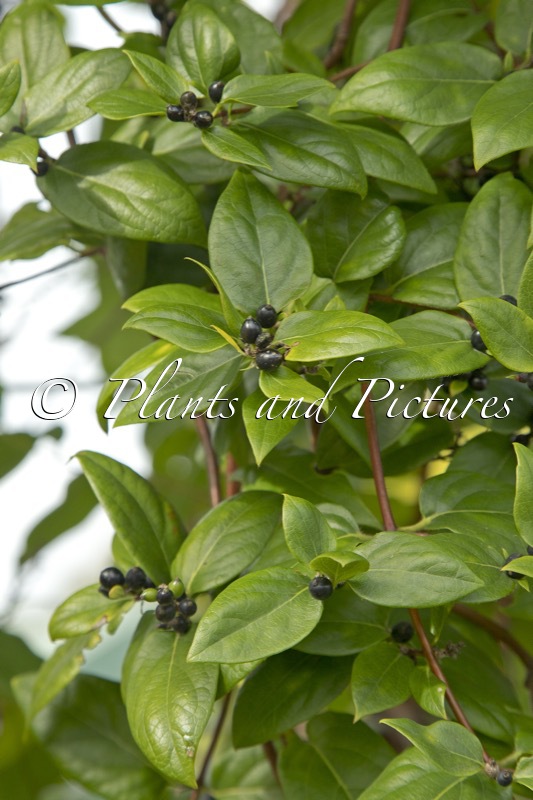 Lonicera similis var. delavayi