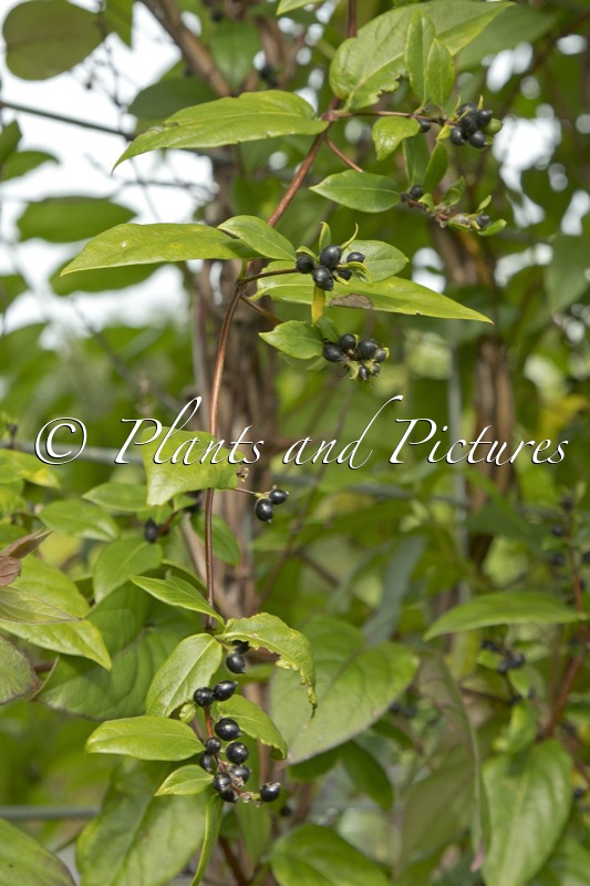 Lonicera similis var. delavayi
