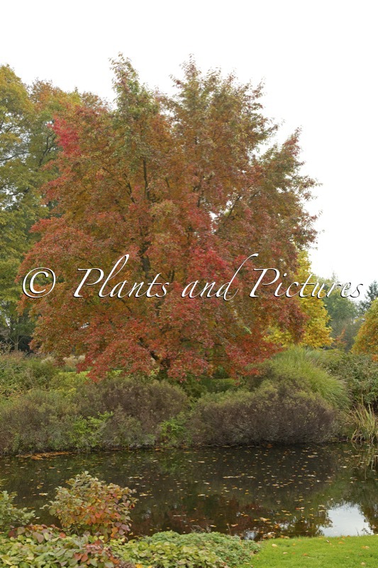 Nyssa sylvatica ‘Sheffield Park’