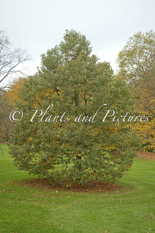 Tilia henryana ‘Arnold Select’