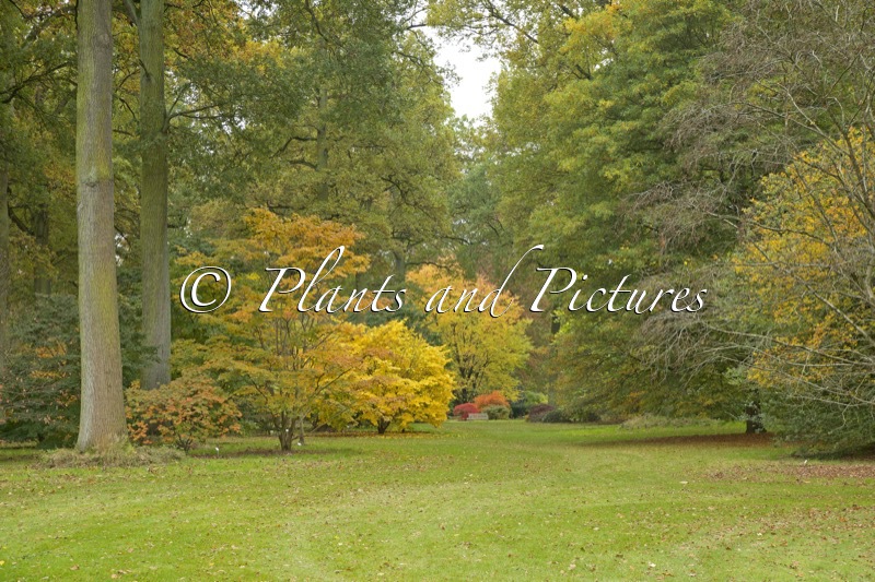 Arboretum Wespelaar