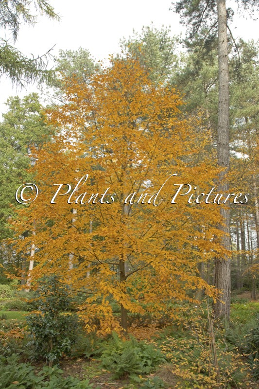Betula grossa