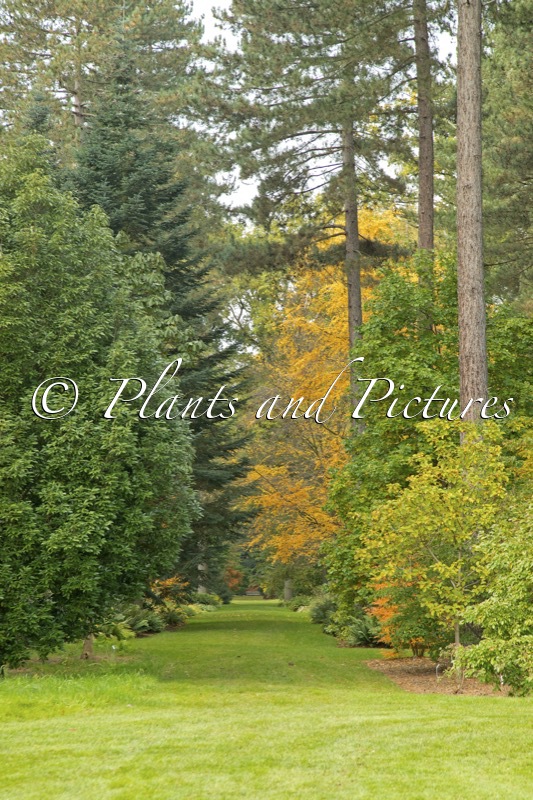 Arboretum Wespelaar