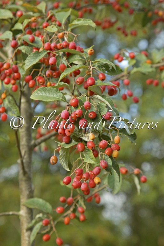Sorbus folgneri ‘Emiel’