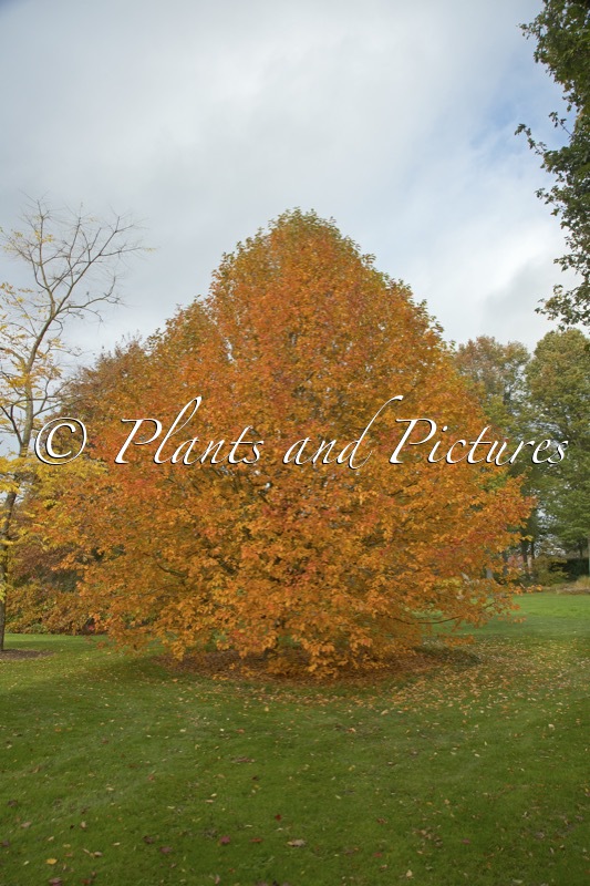 Nyssa sylvatica ‘Wisley Bonfire’