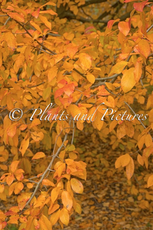 Nyssa sylvatica ‘Wisley Bonfire’