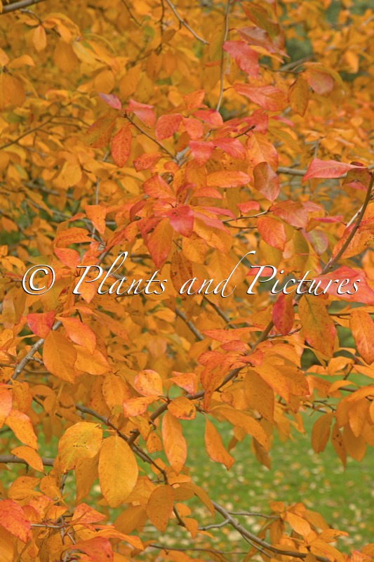 Nyssa sylvatica ‘Wisley Bonfire’