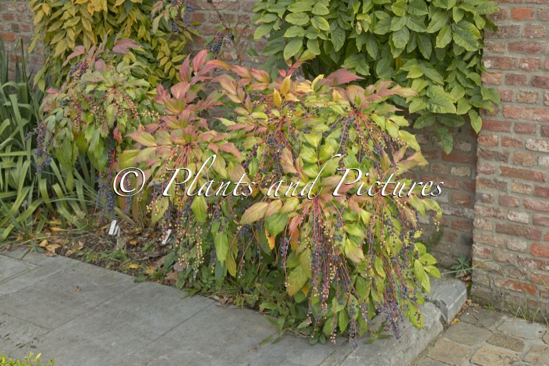 Mahonia savilliana