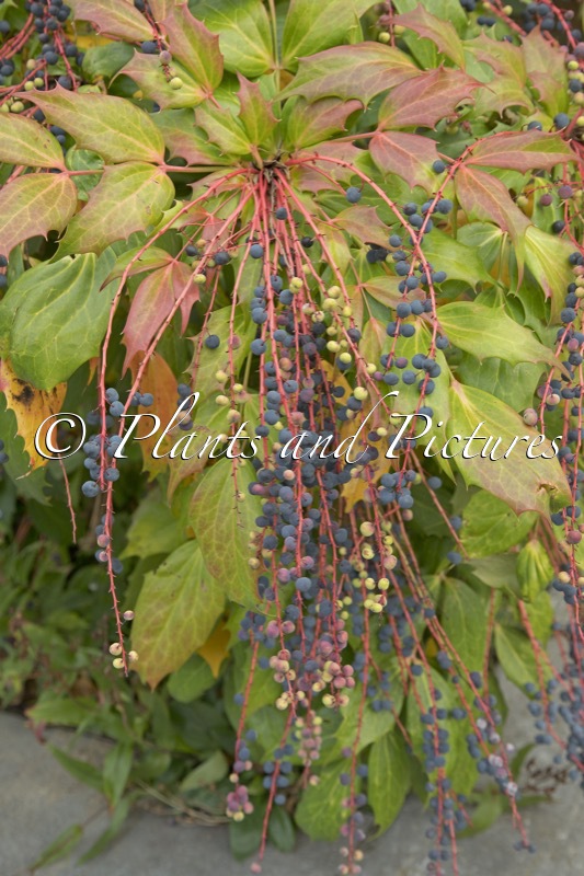 Mahonia savilliana
