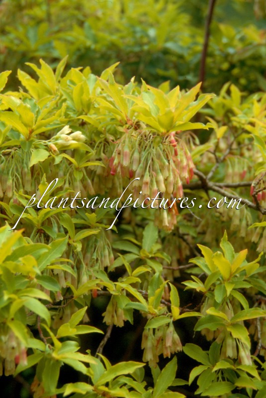 Vaccinium cylindraceum