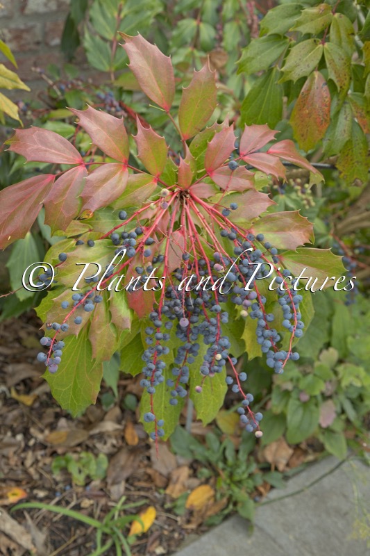 Mahonia savilliana