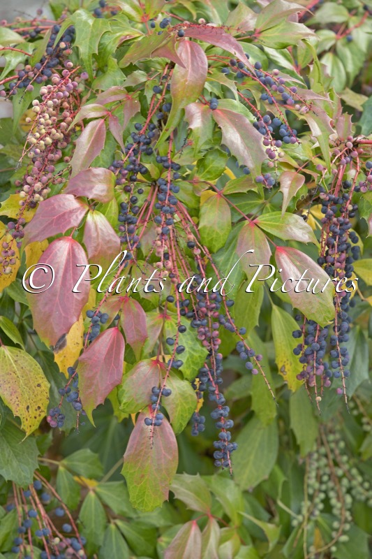 Mahonia savilliana